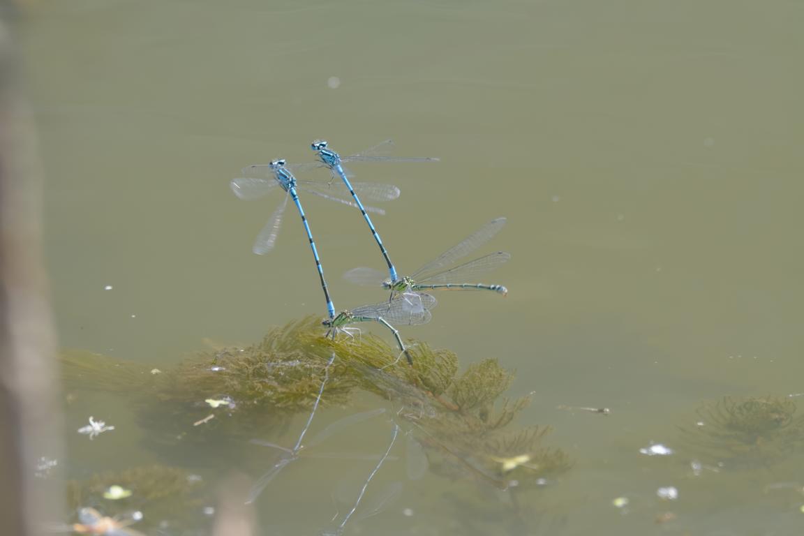 Vier Saphiraugen - Libellen (Erythromma lindenii) auf dem Teich.