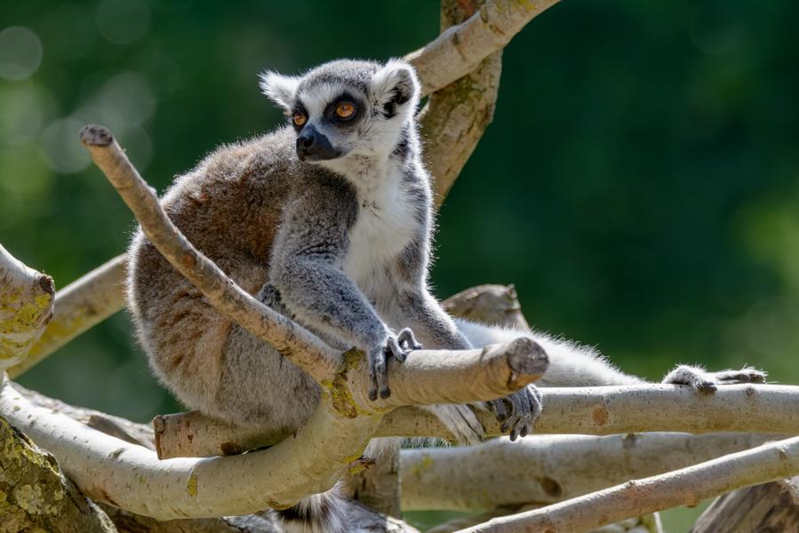 Katta-Affe auf Baumästen in der Sonne.