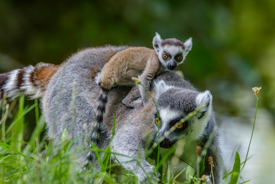 Katta-Mutter mit Nachwuchs auf dem Rücken.