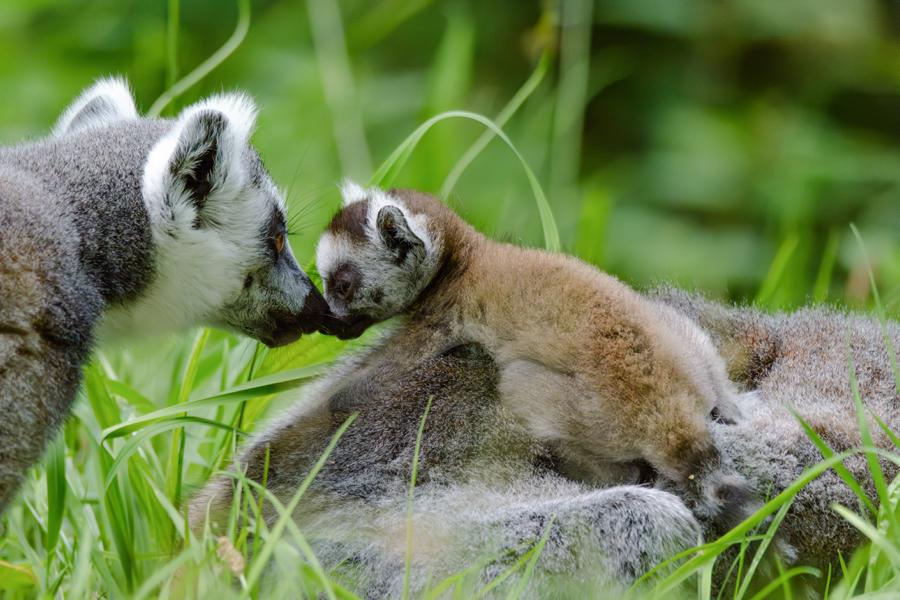 Katta-Affe mit Nachwuchs auf der Wiese.