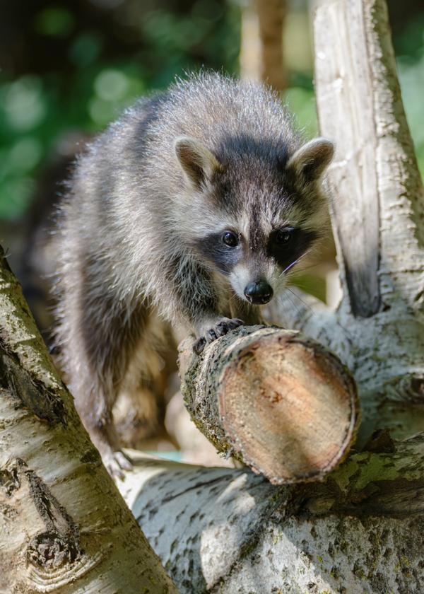 Waschbär beim Klettern auf Baumästen.