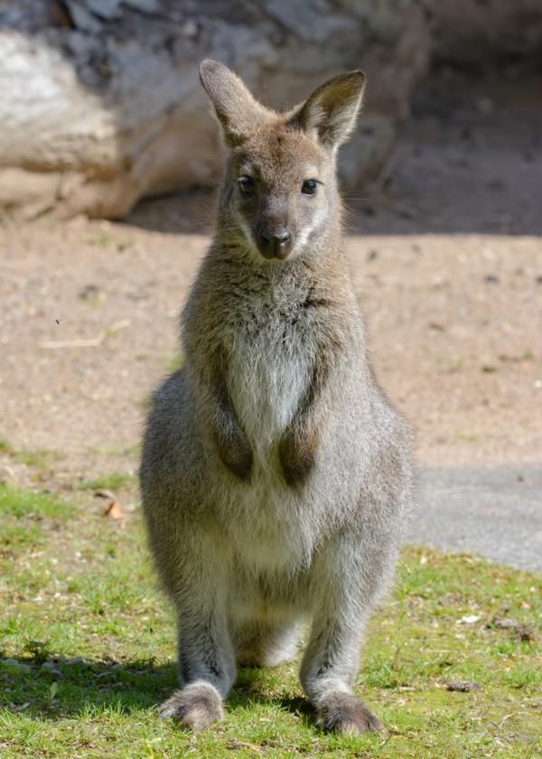 Wallaby (Känguru) auf der Wiese im Portrait.
