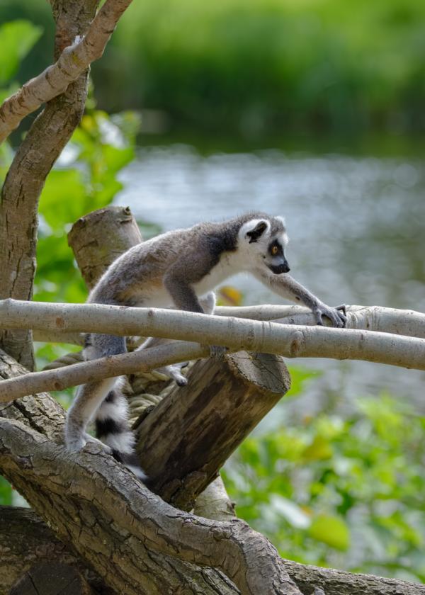 Katta-Affe beim Klettern auf Baumästen im Tierpark.