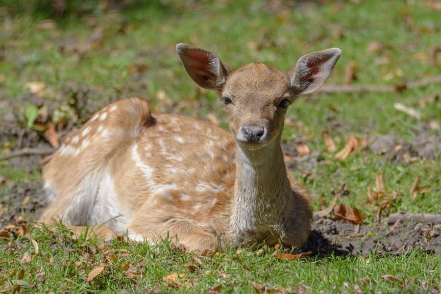 Dammhirsch-Kitz liegt auf der Wiese.