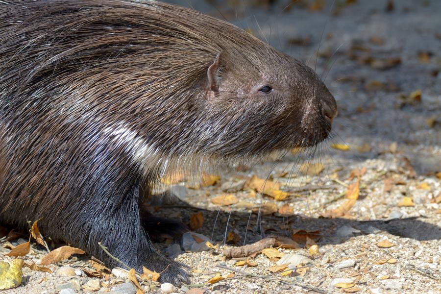 Stachelschwein im Gehege bei der Fütterung.