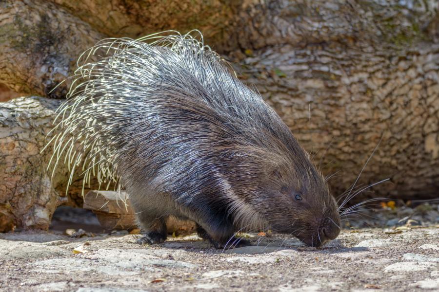 Stachelschwein im Gehege bei der Fütterung.
