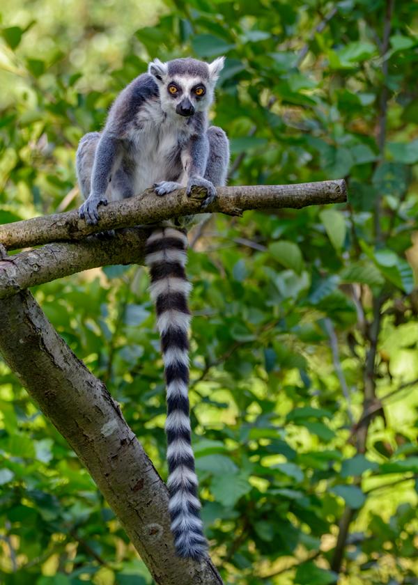 Katta-Affe im Baum mit Blick Richtung Besucher.