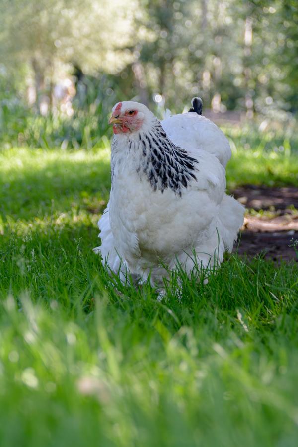 Brahma-Henne auf der Wiese im Portrait.