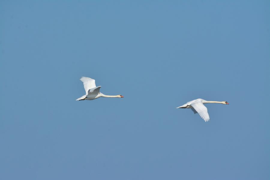 Fliegende Schwäne vor blauem Himmel