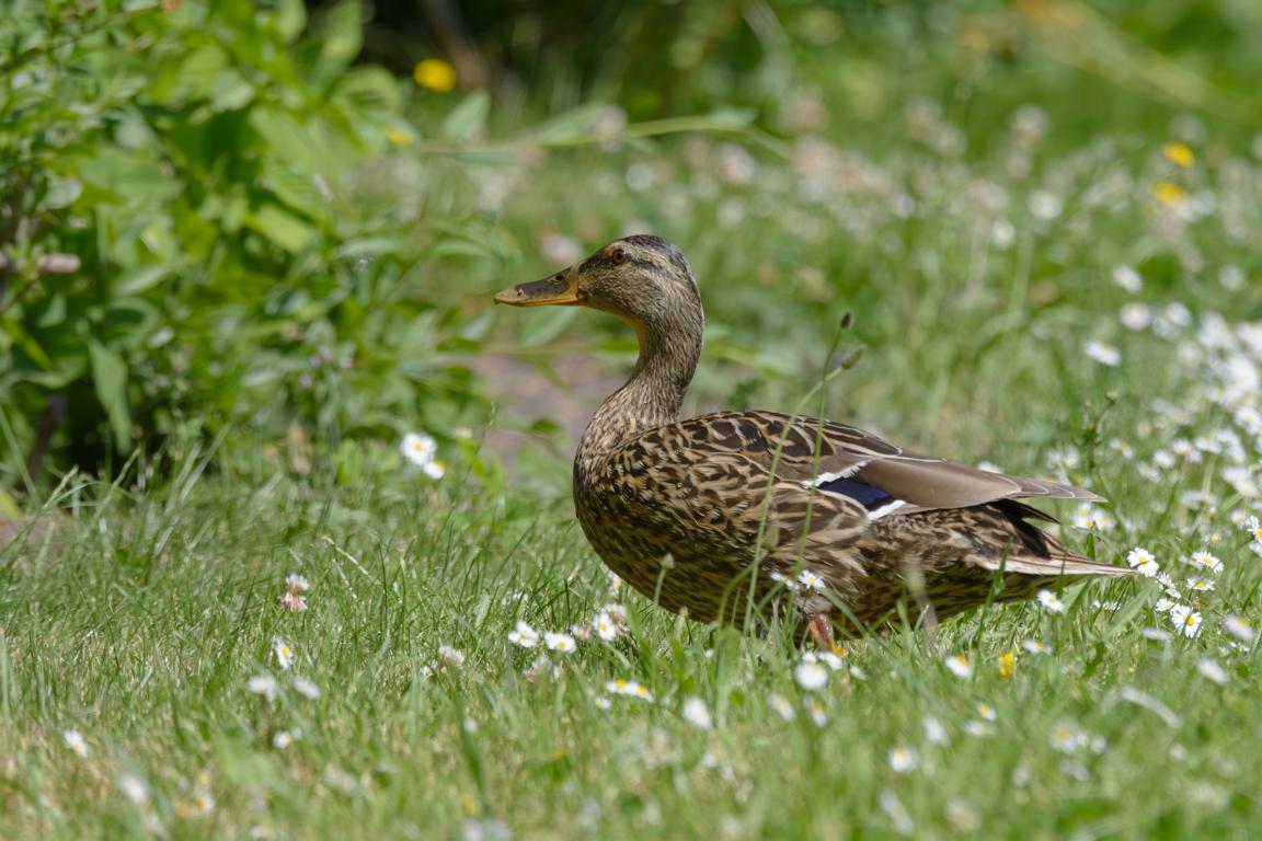 Stockente auf der Wiese