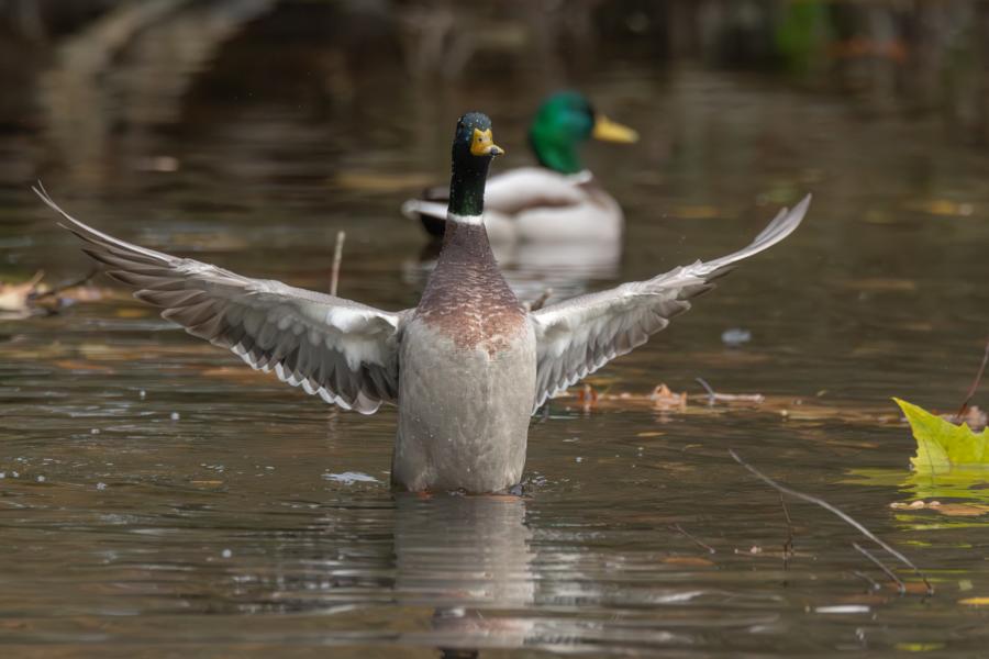 Stockenten Erpel mit geöffneten Schwingen im Wasser