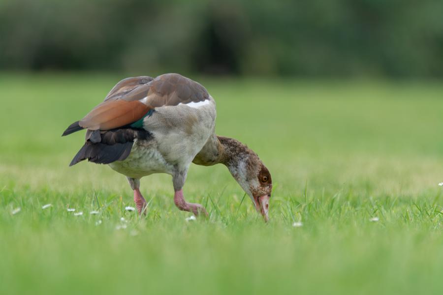 Nilgans (Alopochen aegyptiaca) beim Fressen auf der grünen Wiese