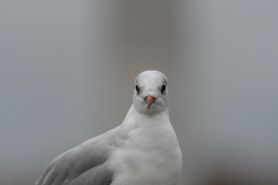 Portrait einer Möwe mit weichgezeichnetem Hintergrund