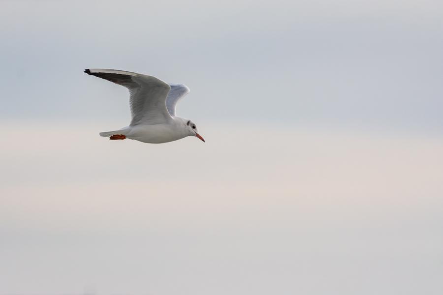 Möwe im Flug vor blauem Himmel