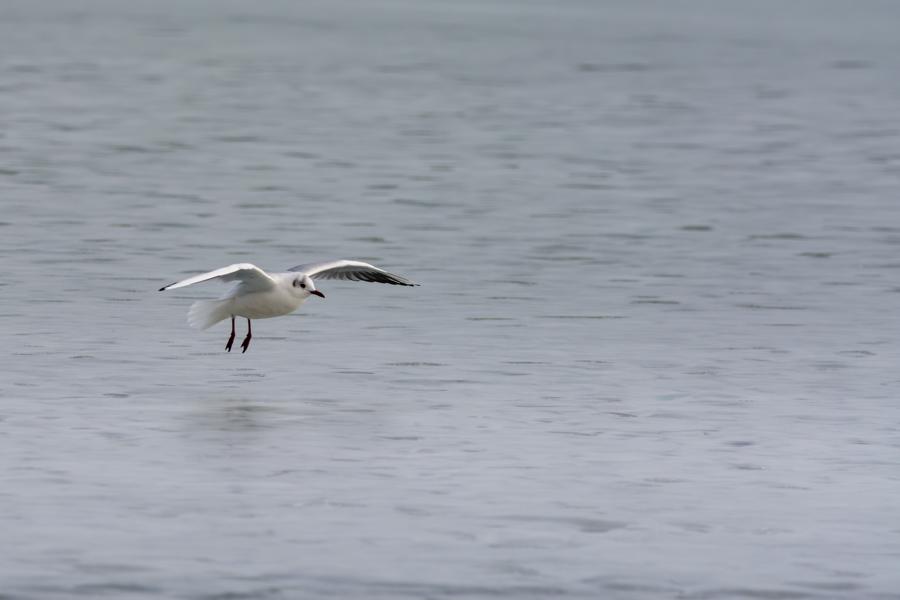 Möwe im Landeanflug über den blauen See