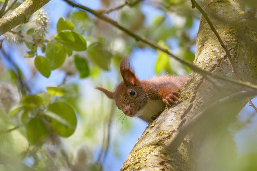 Wildes Eichhörnchen im Frühling auf einem Baum im Schlossgarten Schwerin – Wildlife-Fotografie 2025, natürliche Tierbeobachtung in Mecklenburg-Vorpommern
