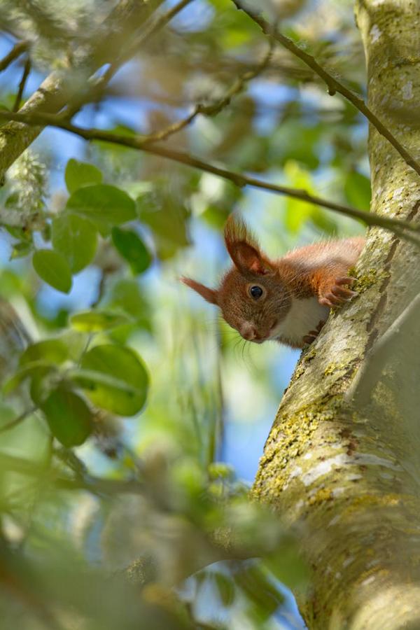 Wildes Eichhörnchen im Frühling auf einem Baum im Schlossgarten Schwerin – Wildlife-Fotografie 2025, natürliche Tierbeobachtung in Mecklenburg-Vorpommern