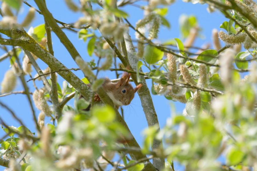 Wildes Eichhörnchen im Frühling auf einem Baum im Schlossgarten Schwerin – Wildlife-Fotografie 2025, natürliche Tierbeobachtung in Mecklenburg-Vorpommern