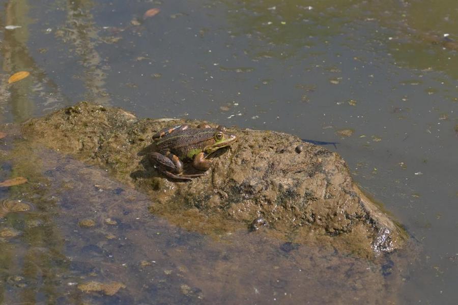 Frosch sonnt sich auf einem Stein im Teich im Schlossgarten Schwerin – Wildlife-Fotografie 2025, natürliche Tierbeobachtung in Mecklenburg-Vorpommern