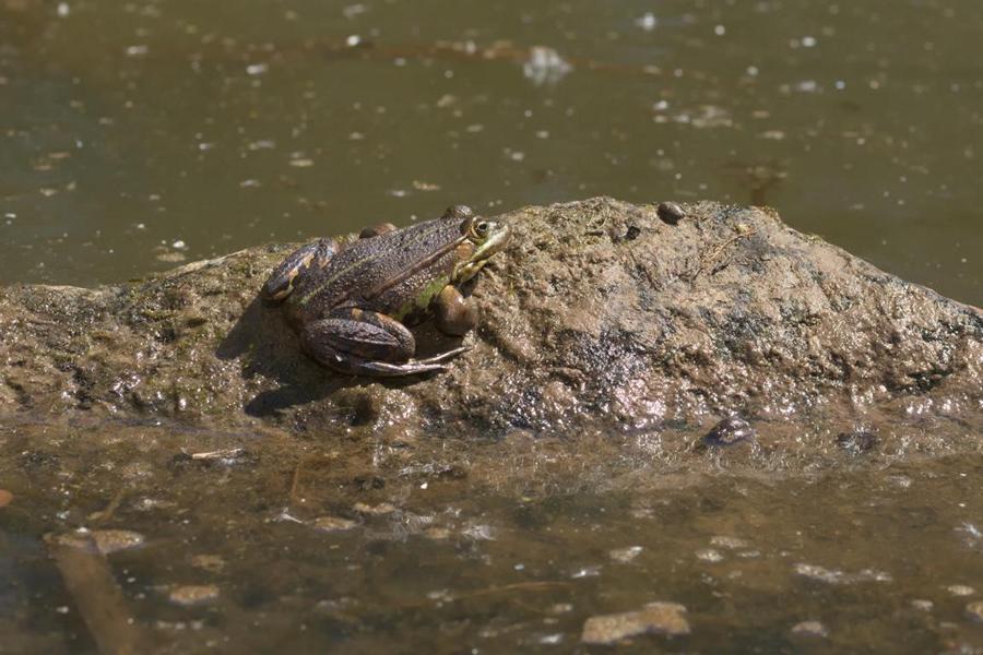 Frosch sonnt sich auf einem Stein im Teich im Schlossgarten Schwerin – Wildlife-Fotografie 2025, natürliche Tierbeobachtung in Mecklenburg-Vorpommern