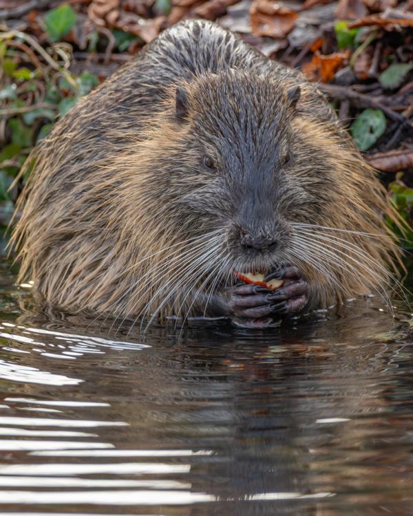 Nutria am Ufer beim Fressen einer Möre am Bachlauf