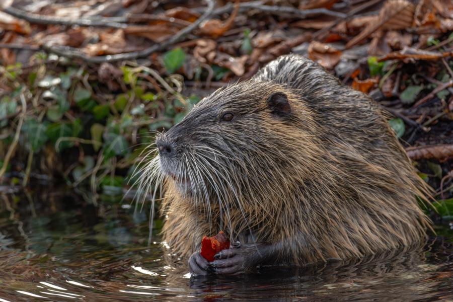 Nutria am Ufer beim Fressen einer Möre am Bachlauf