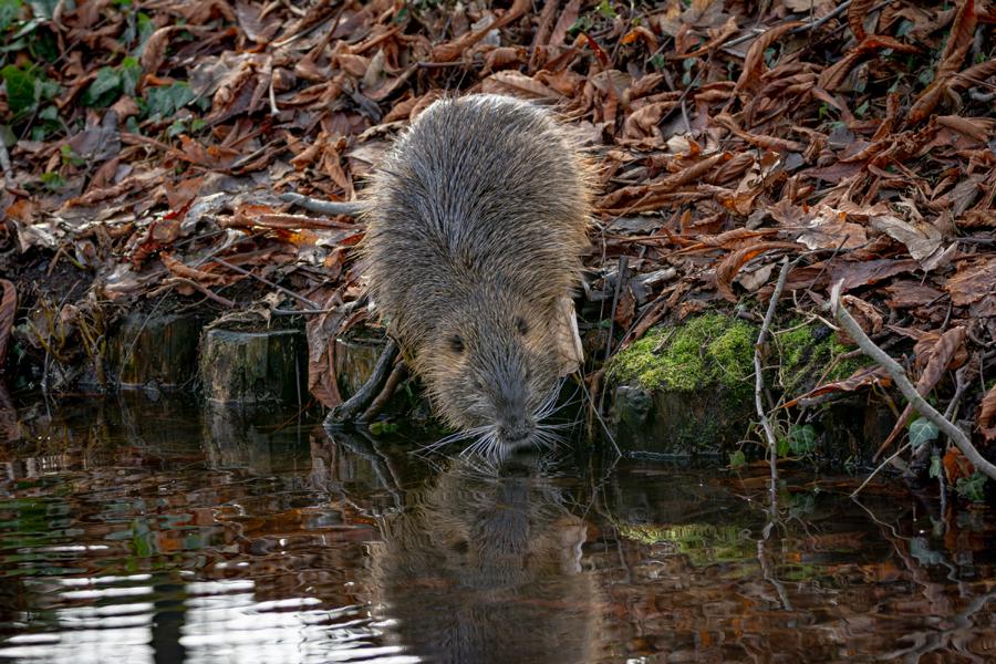Nutria am Ufer auf Futtersuche am Bachlauf
