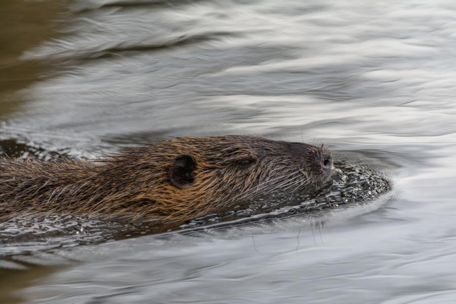 Nutria im Wasser im Bachlauf