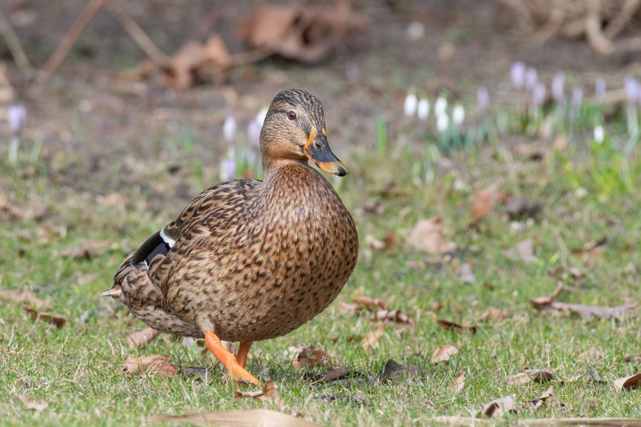 Stockente auf grüner Wiese vor Frühjahrsblüher