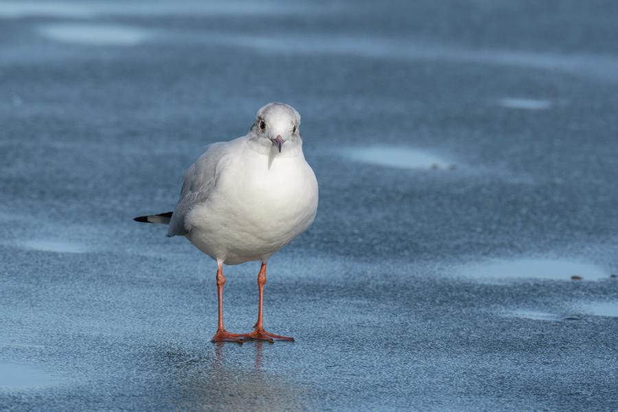 Möwe auf gefrorenen Schweriner See