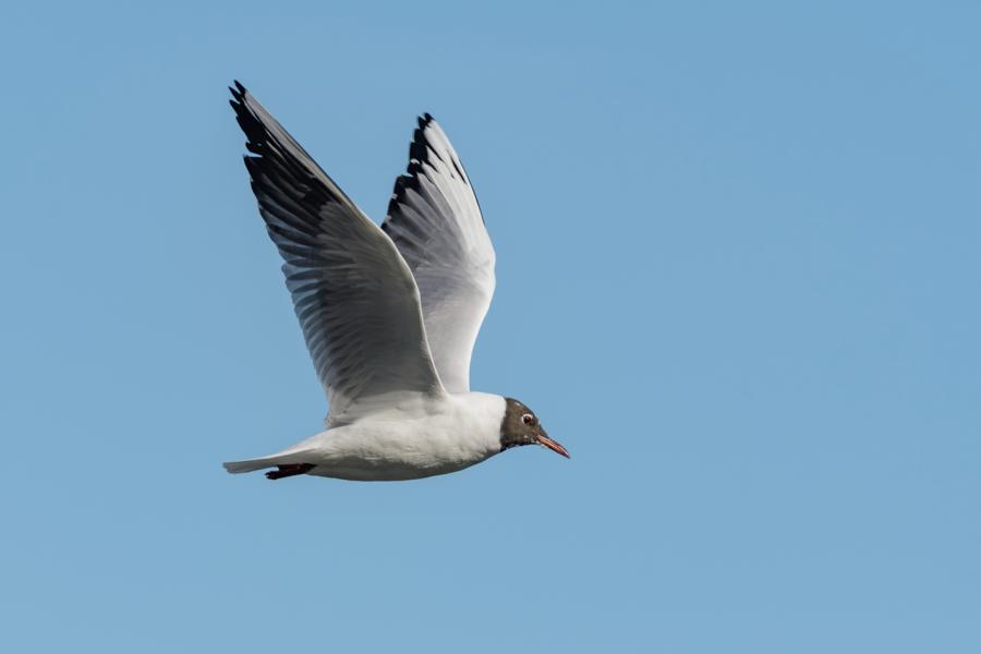 Möwe im Flug vor blauem Himmel mit offnenen Schwingen