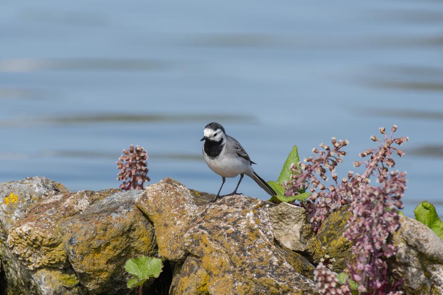 Bachstelze (Motacilla alba) auf einem Stein am Seeufer mit grünen Pflanzen