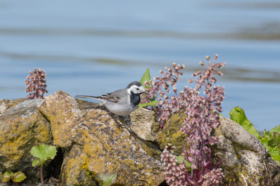 Bachstelze (Motacilla alba) auf einem Stein am Seeufer mit grünen Pflanzen