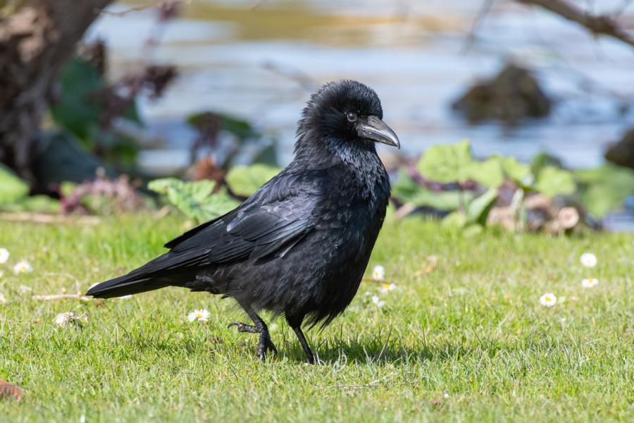 Rabe am grünen Seeufer vor blauem Wasser