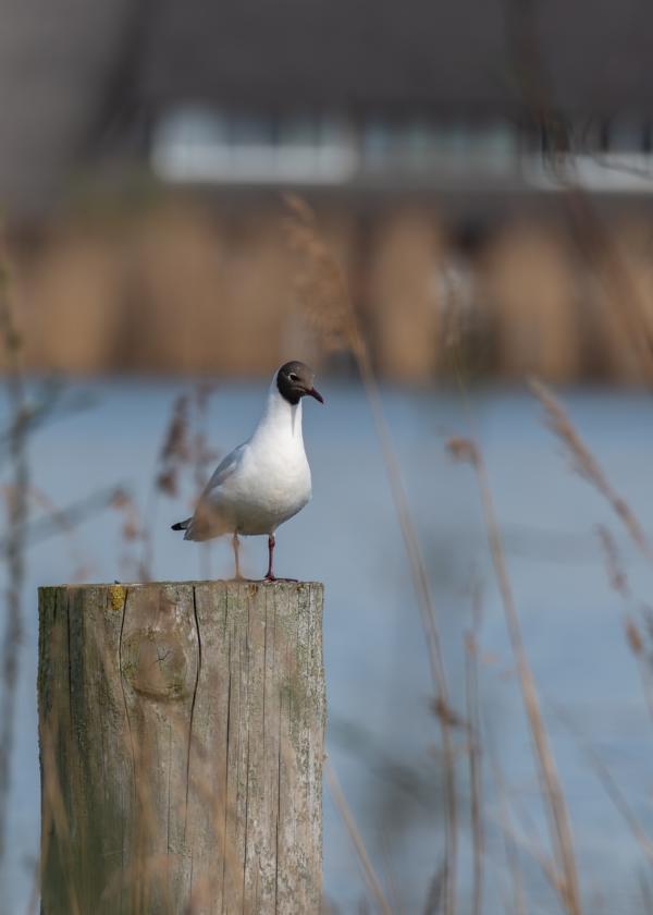 Möwe auf einem Anlegepfosten vor blauem Wasser