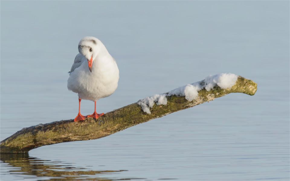 Möwe auf einem schneebdeckten Ast im Wasser