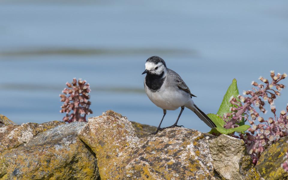 Bachstelze (Motacilla alba) auf einem Stein am Seeufer