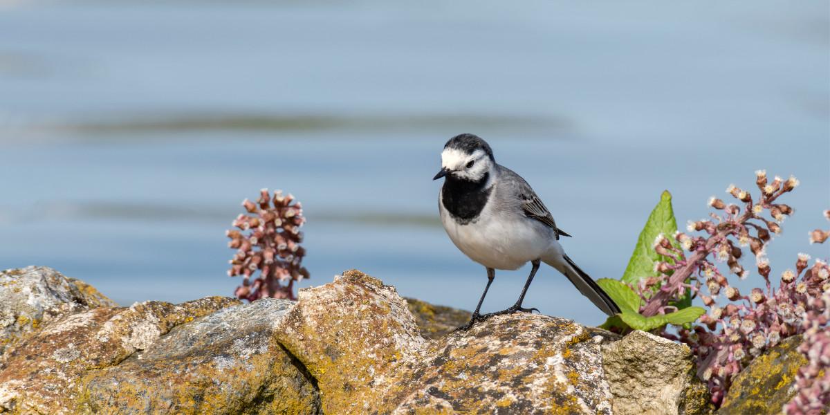 Bachstelze (Motacilla alba) auf einem Stein am Seeufer