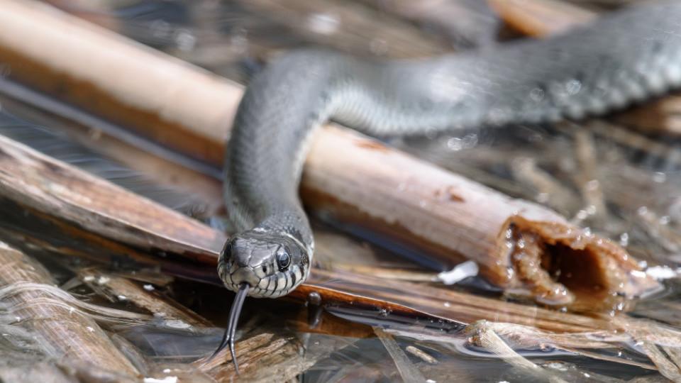 Ringelnatter (Natrix natrix) am Wasser.