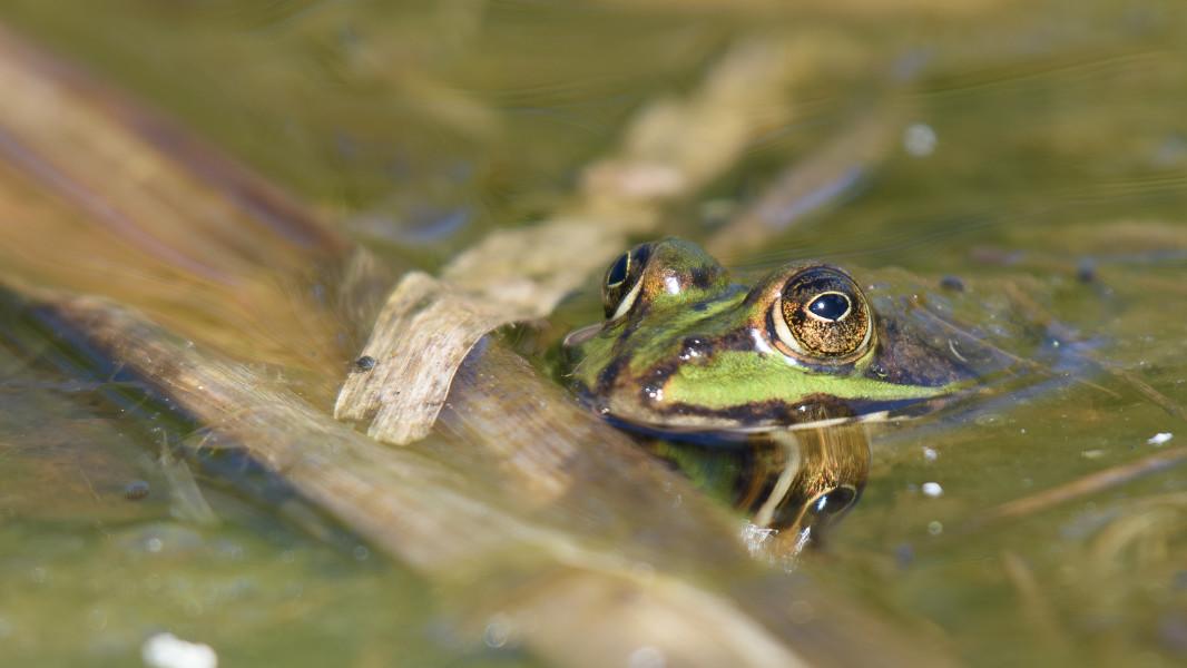 Ein Wasserfrosch (Grünfrosch) lugt aus dem Wasser hervor.
